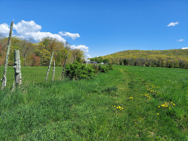 Ways to use Hemp flower without smoking.