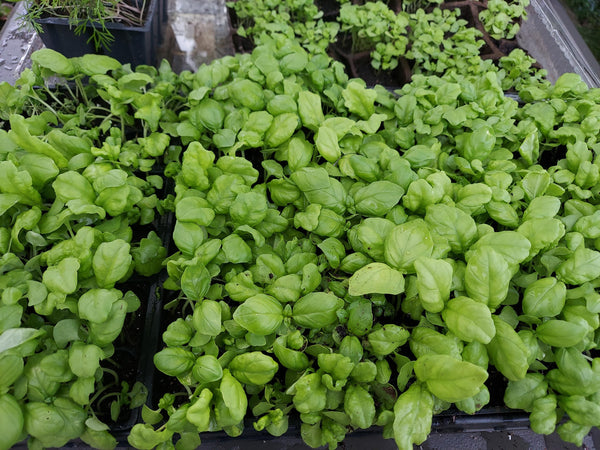 Saving Basil Seeds