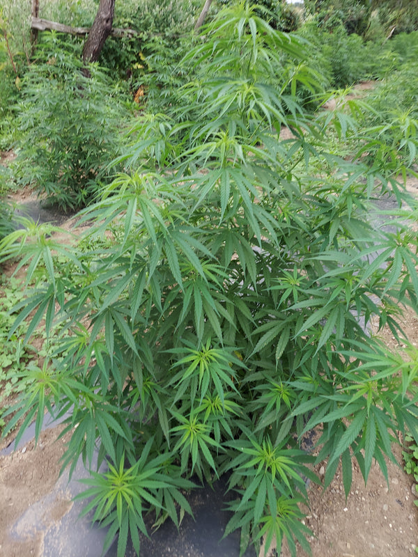 Differences between Hemp Oil and CBD Oil