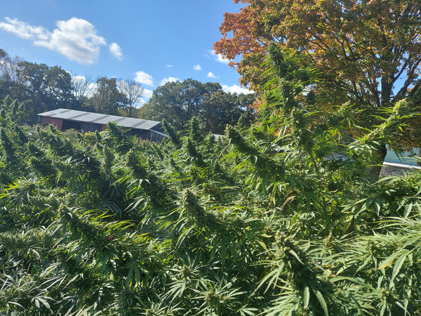 Differences Between CBD Extracts