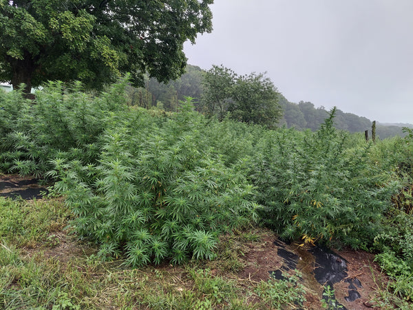 General CBD Legal guidelines