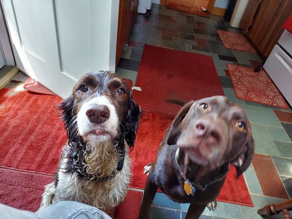 Health Benefits of CBD for Pets!