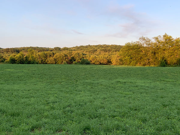 How does CB work in your endocannabinoid system