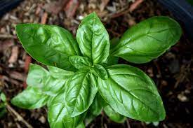 The Best of Basil!